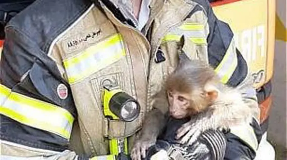 این میمون خیابان ولیعصر تهران را به هم ریخت! / همه وحشت کردند + عکس