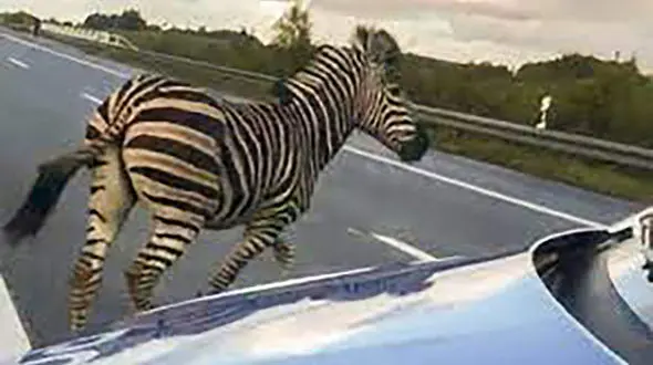 مرگ دلخراش گورخر در تصادف با پژو / در حسن آباد رخ داد