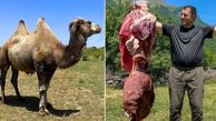 فیلم طبخ دلپذیر دل و جگر غول پیکر شتر در روستای بهشتی آذربایجان