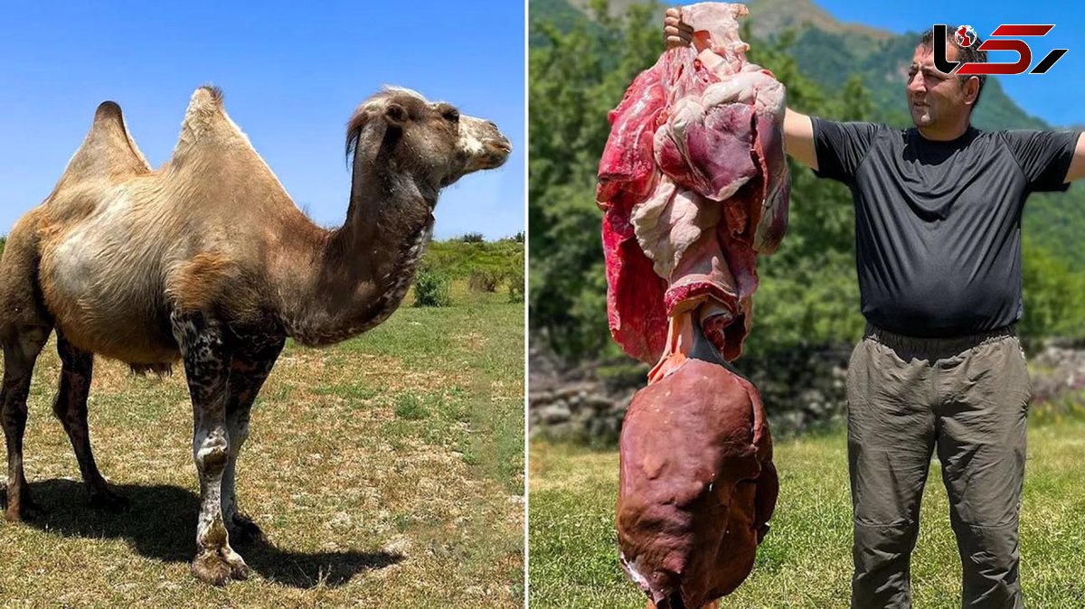 فیلم طبخ دلپذیر دل و جگر غول پیکر شتر در روستای بهشتی آذربایجان