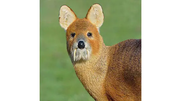 گوزن آبی چینی با دندان‌های نیش دراز