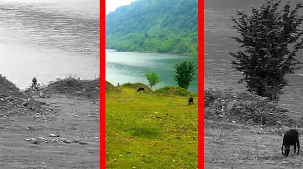 فیلم چراگاه گاوها در سد لفور البرز