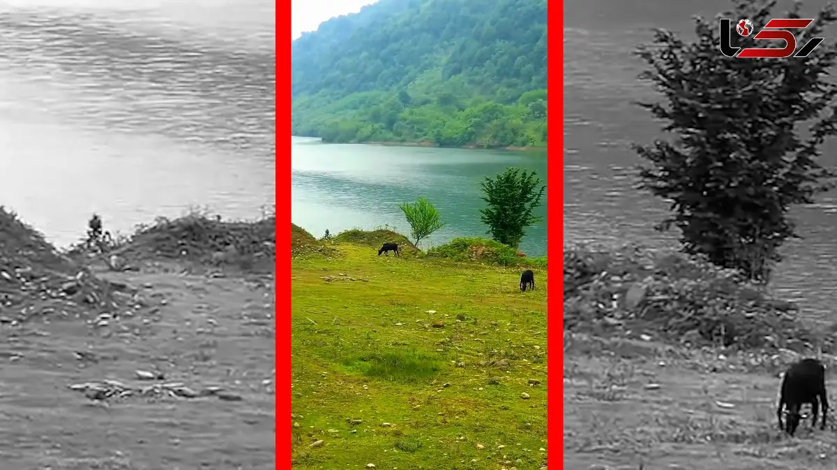 فیلم چراگاه گاوها در سد لفور البرز