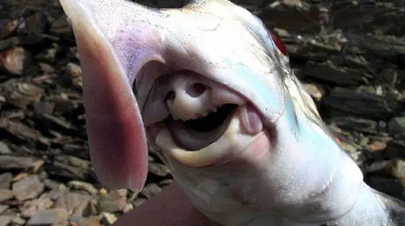 ارواح کوسه ها؛ زشت ترین موجود دریایی+عکس