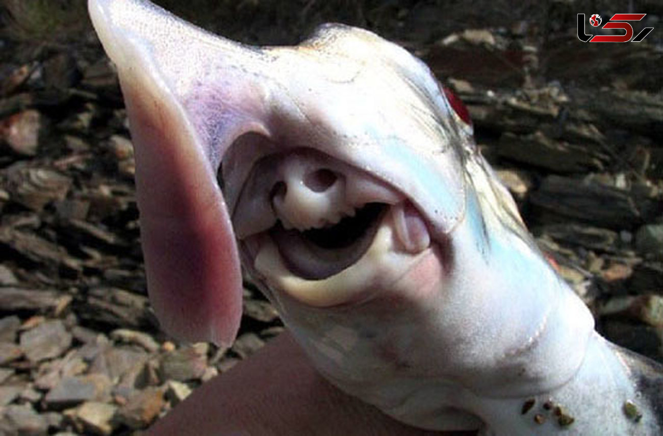 ارواح کوسه ها؛ زشت ترین موجود دریایی+عکس