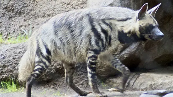 کشف زیستگاه جدید کفتار راه راه در سراوان