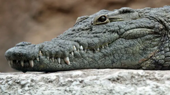 از شکار عقاب تا شکار شدن مرغ توسط تمساح