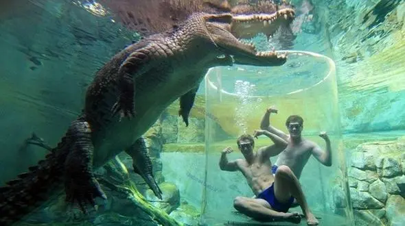 حیوانات غول پیکر و شگفتی های حیات وحش