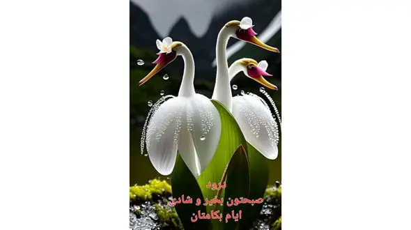 فال روزانه شخصی/ 31 مرداد ماه + فیلم