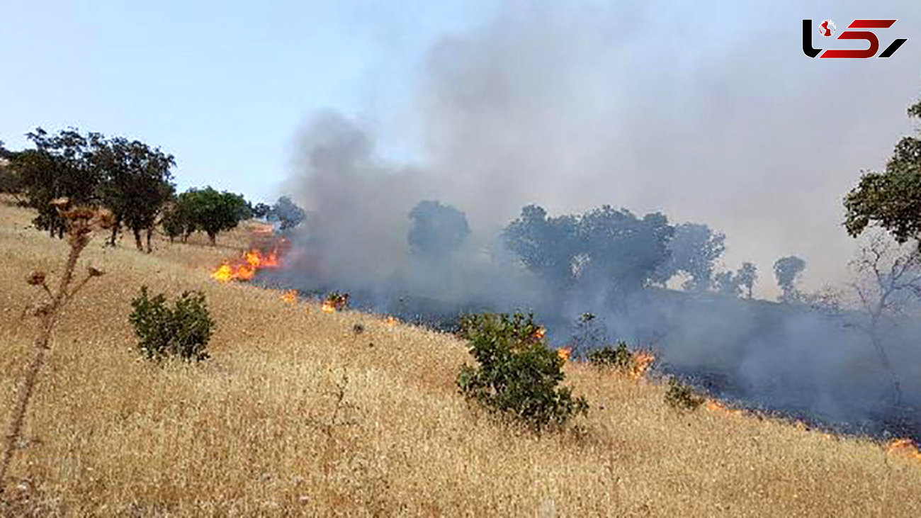 آتش سوزی در مراتع مشجر منطقه حفاظت شده دیزمار مهار شد