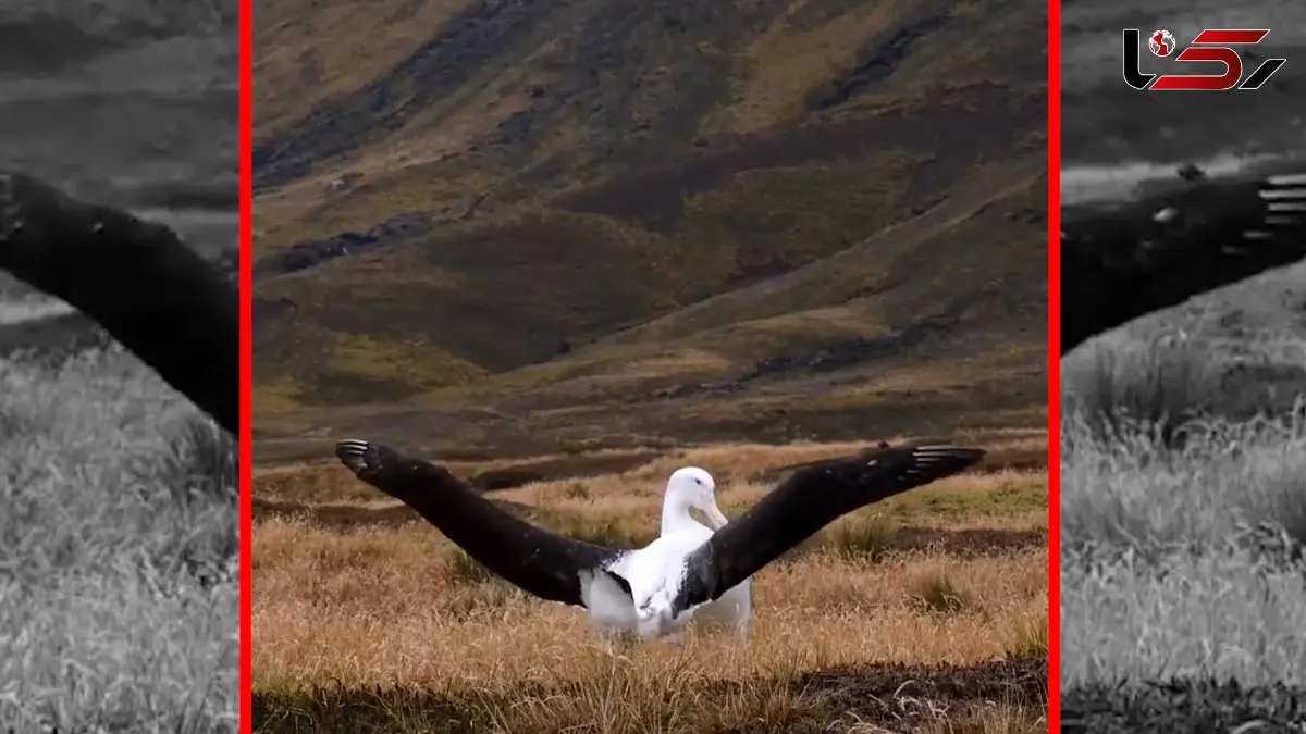 فیلم رقص هماهنگ و دیدنی آلباتروس های عاشق