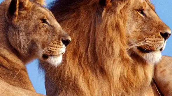 از شکار گاومیش تا حمله سلاطین جنگل به پلنگ 