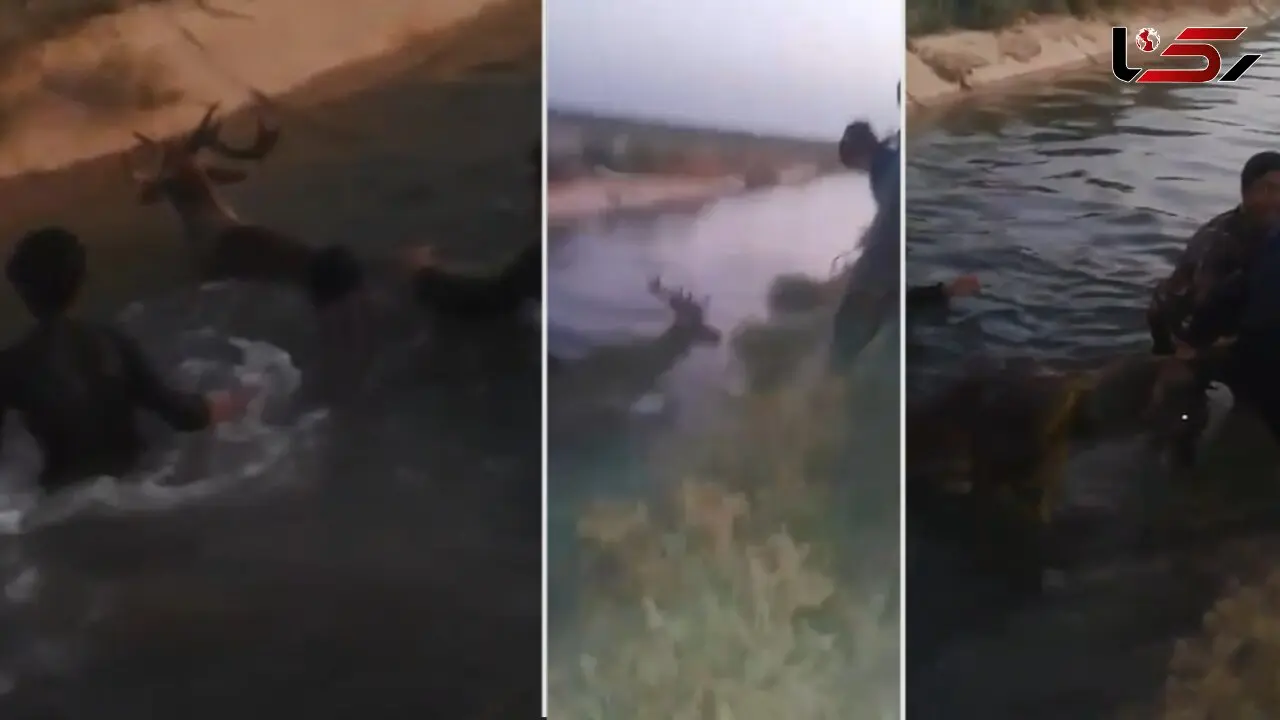 اقدام زشت با گوزن زرد ایرانی که در کانال آب پارک ملی دز گرفتار شده بود + فیلم و عکس