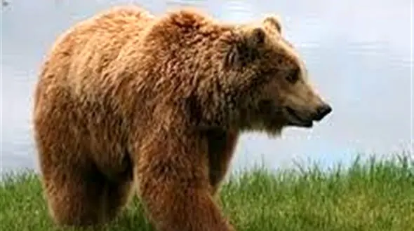 یک خرس بروجن را به هم ریخت + جزییات