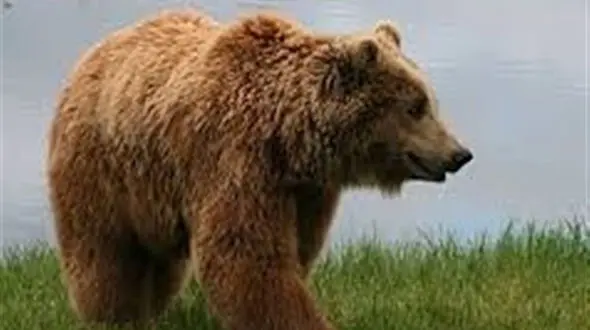 جدال وحشتناک خرس قهوه ای و چوپان کوهرنگی 