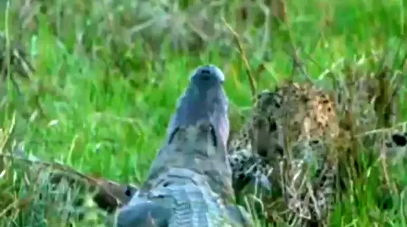 ببینید / تلاش کروکودیل برای شکار پلنگ وحشی + فیلم