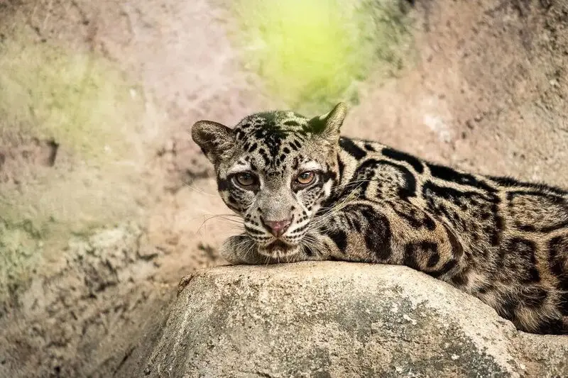 new-long-tailed-cat-south-america