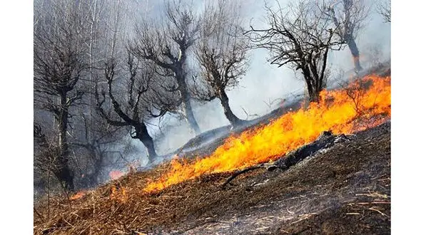 آتش سوزی عمدی در خرمن های گندم شاهرود / انگیزه چه بود؟