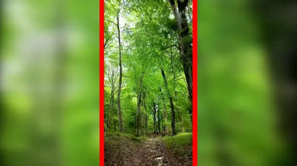 فیلم جنگل دیدنی زیولا در شیرگاه مازندران