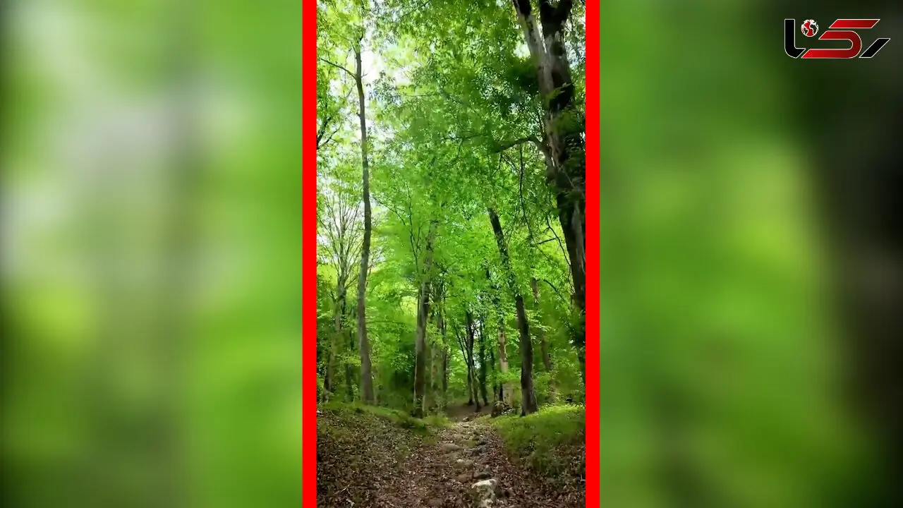 فیلم جنگل دیدنی زیولا در شیرگاه مازندران