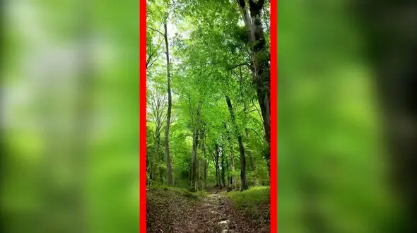 فیلم جنگل دیدنی زیولا در شیرگاه مازندران