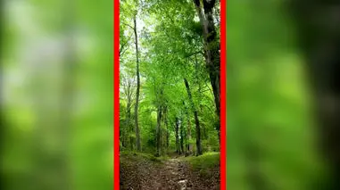 فیلم جنگل دیدنی زیولا در شیرگاه مازندران