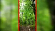 فیلم جنگل دیدنی زیولا در شیرگاه مازندران