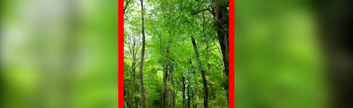 فیلم جنگل دیدنی زیولا در شیرگاه مازندران