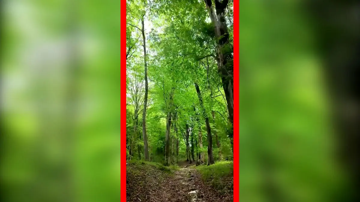 فیلم جنگل دیدنی زیولا در شیرگاه مازندران