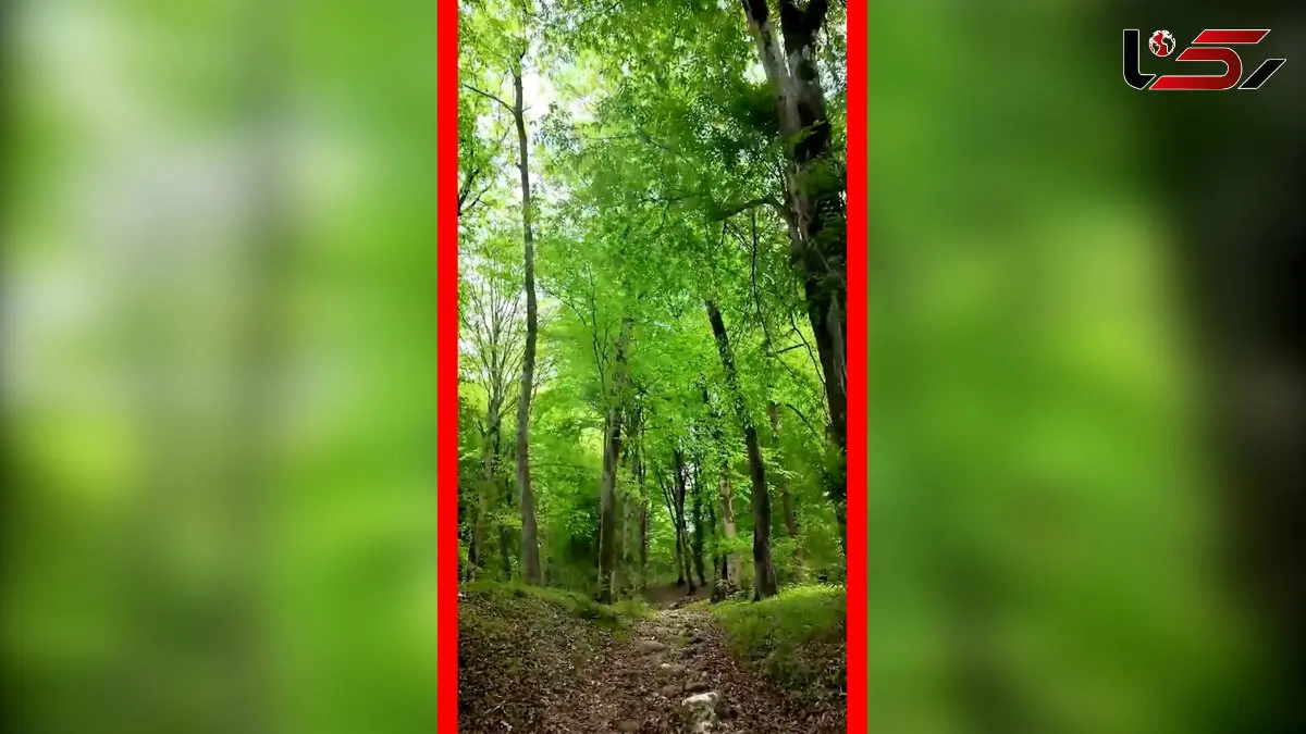 فیلم جنگل دیدنی زیولا در شیرگاه مازندران