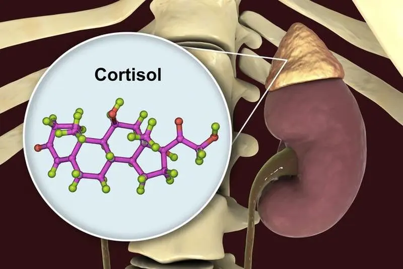 Cortisol