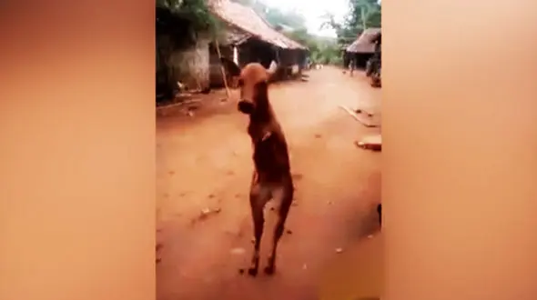 راه رفتن گوساله عجیب الخلقه به شکل انسان+ فیلم