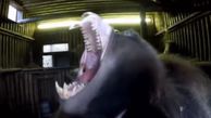 فیلمی بامزه از خمیازه کشیدن حیوانات