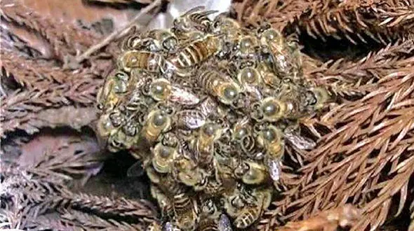 آغوش مرگ برای ملکه زنبور عسل 