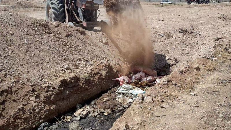 مسمومیت گله گوسفند و تلف شدن ۱۴ راس آن در شادگان گلپایگان 