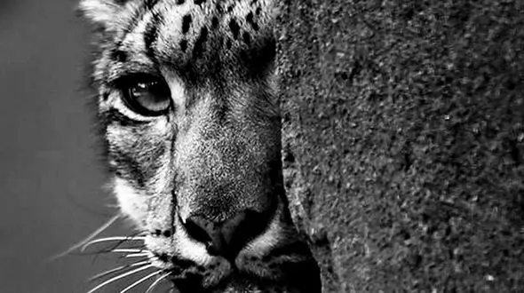 پلنگ وحشی با اهالی یک شهر درگیر شد + فیلم لحظات حمله پلنگ به مردم