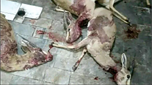 بازداشت شکارچیان بی رحم ۴ راس جبیر  + عکس دلخراش