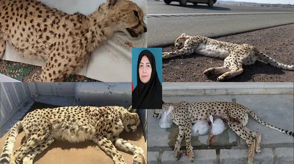 خانم انصاری، مرگ یوزها با آمار نمی‌میرد؛ ۶۸ یوز تلف شده‌اند، اما سازمان فقط گزارش می‌دهد! /شما فقط مسئول اطلاع رسانی مرگ یوزها هستید؟