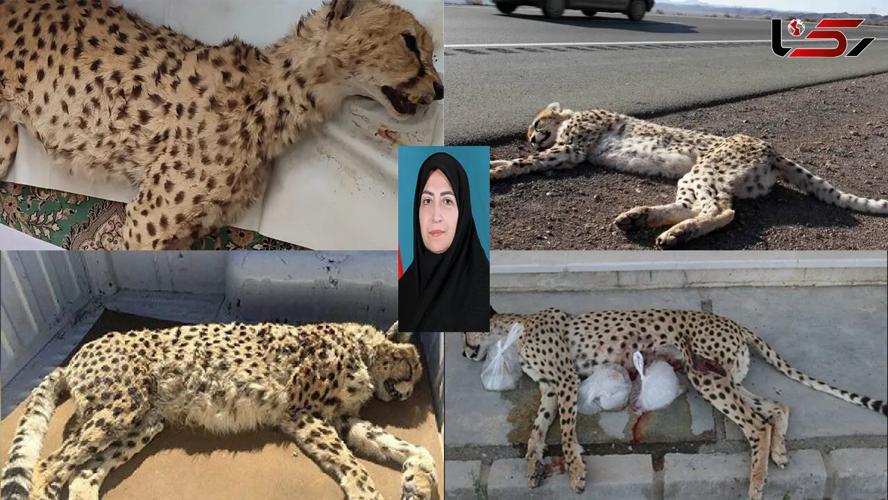خانم انصاری، مرگ یوزها با آمار نمی‌میرد؛ ۶۸ یوز تلف شده‌اند، اما سازمان فقط گزارش می‌دهد! /شما فقط مسئول اطلاع رسانی مرگ یوزها هستید؟