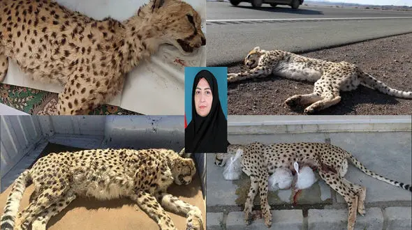 خانم انصاری، مرگ یوزها با آمار نمی‌میرد؛ ۶۸ یوز تلف شده‌اند، اما سازمان فقط گزارش می‌دهد! /شما فقط مسئول اطلاع رسانی مرگ یوزها هستید؟