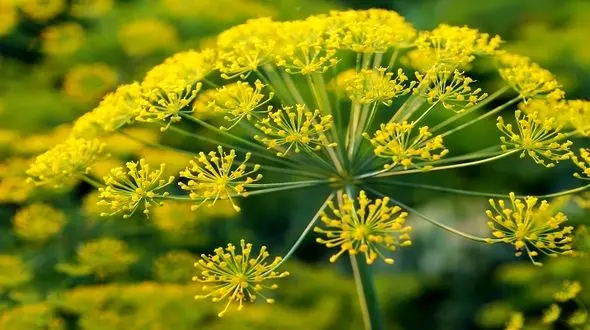 آشنایی با خواص شگفت‌انگیز گیاهان دارویی