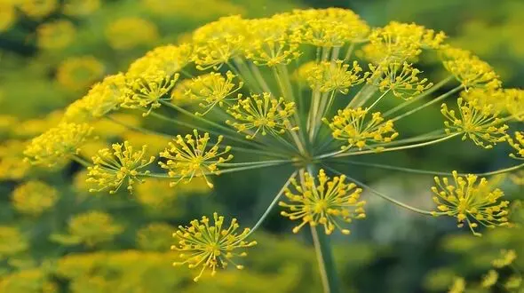 آشنایی با خواص شگفت‌انگیز گیاهان دارویی
