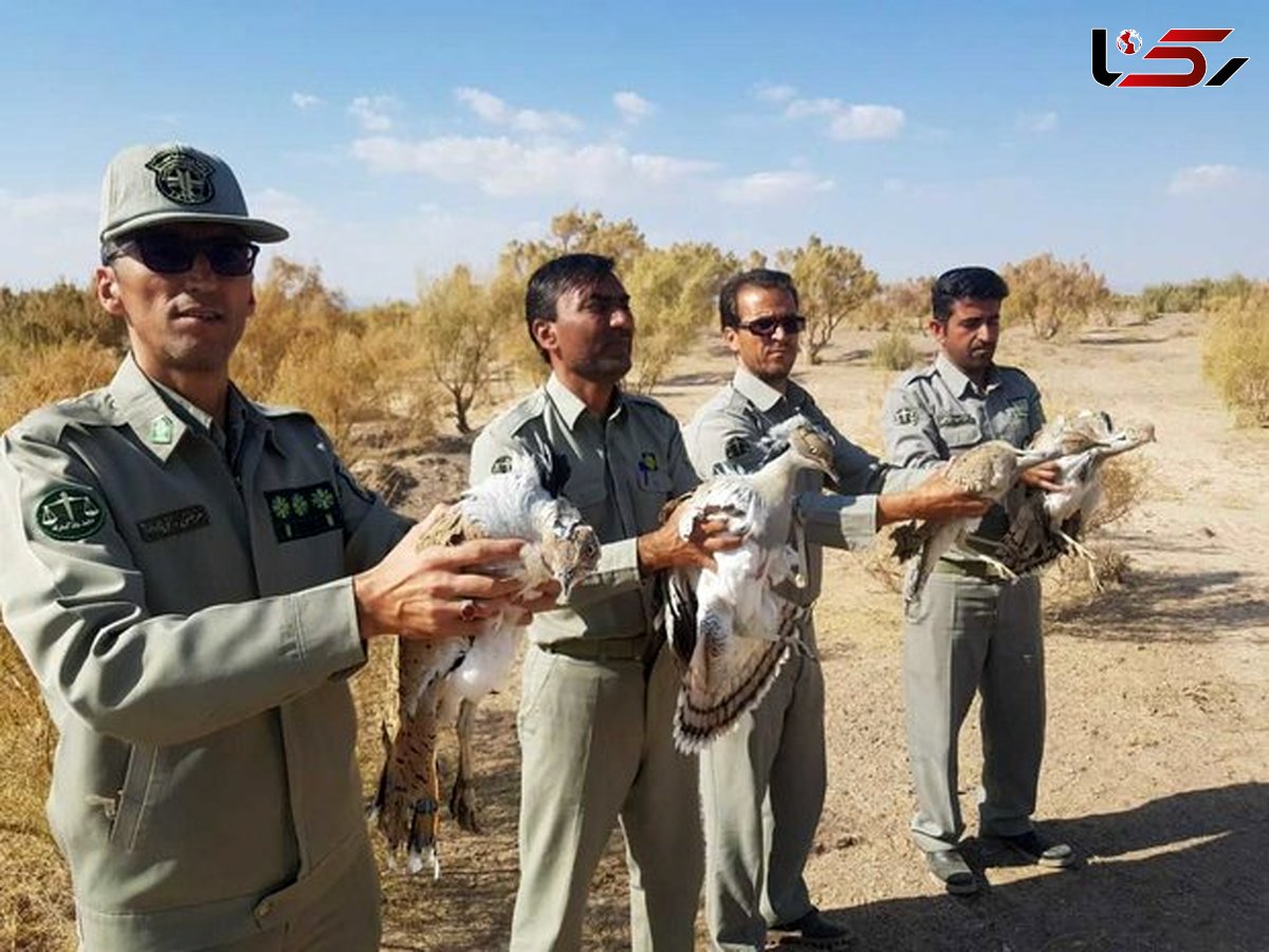 بازگشت چهار پرنده هوبره به آغوش طبیعت