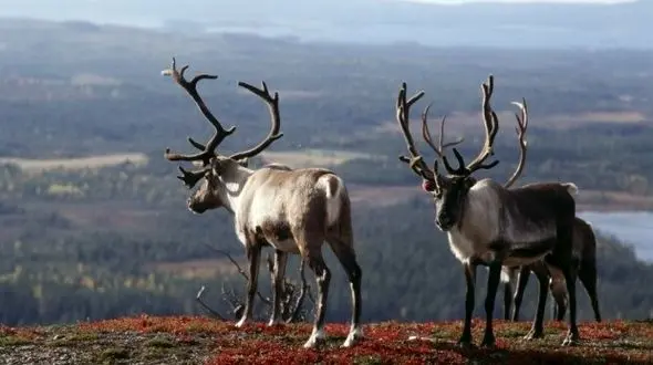 کاهش 70 درصدی جمعیت حیات وحش ایران در 50 سال / مجلس و قوه قضاییه باید برای حمایت از حیات وحش وارد میدان شوند 