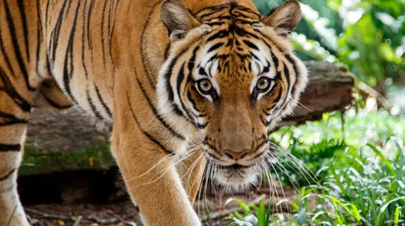 فیلم ابهت شیر وببر حیوانات درنده در جنگل