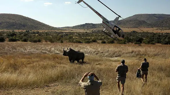 هلیکوپتر در کنار کرگدن فرود آمد + عکس