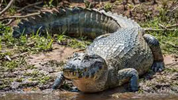 فیلم لحظه حمله تمساح به 2 مرد! / تمساح سوار قایق شد + جزییات