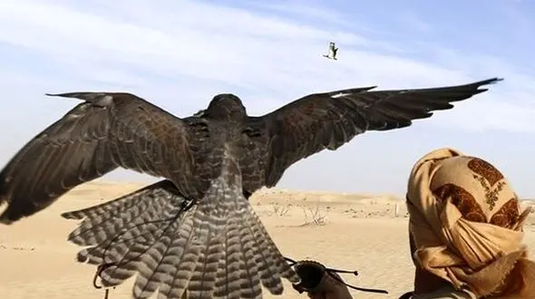 تا کی به محیط‌بان بگوییم نان و خربزه بخور و تخلف نکن!/ حضور شکارچیان غیرمجاز عرب در ایران و شکار بز و آهو