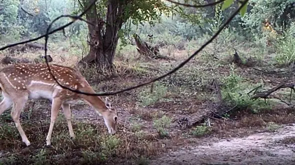 گوزن زرد ایرانی در پارک ملی دز و کرخه احیا شد