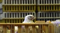 مذاکره با عراق و کشورهای حاشیه خلیج فارس برای صادرات مرغ